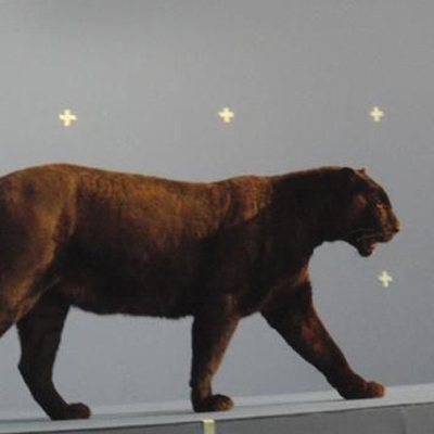 Wilde Tiere live erleben - hier der Schwarze Panther El Negro